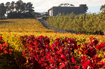 Moorilla Estate
